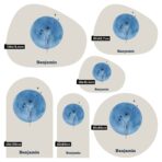 Magneetsticker - Geboortebloem - Blauw - Afbeelding 4