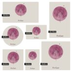 Magneetsticker - Geboortebloem - Paars - Afbeelding 5